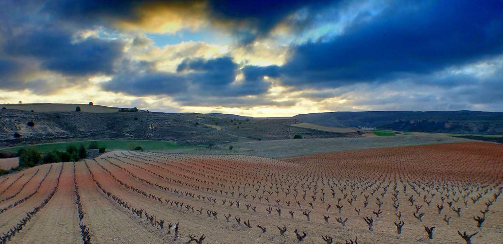 La Castiglia e León, una terra di vitigni selezionati