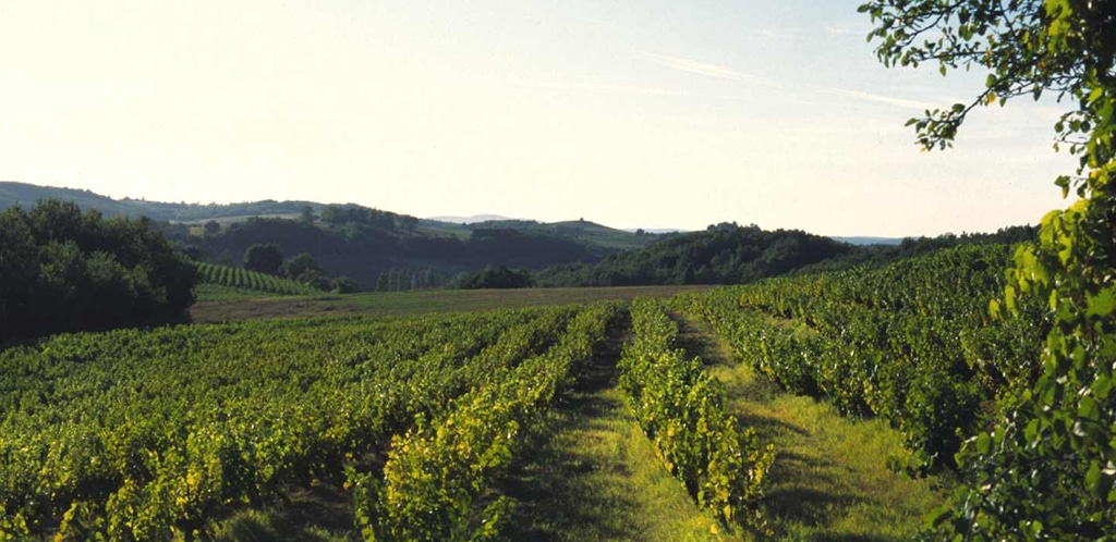 I vini del sud-ovest della Francia