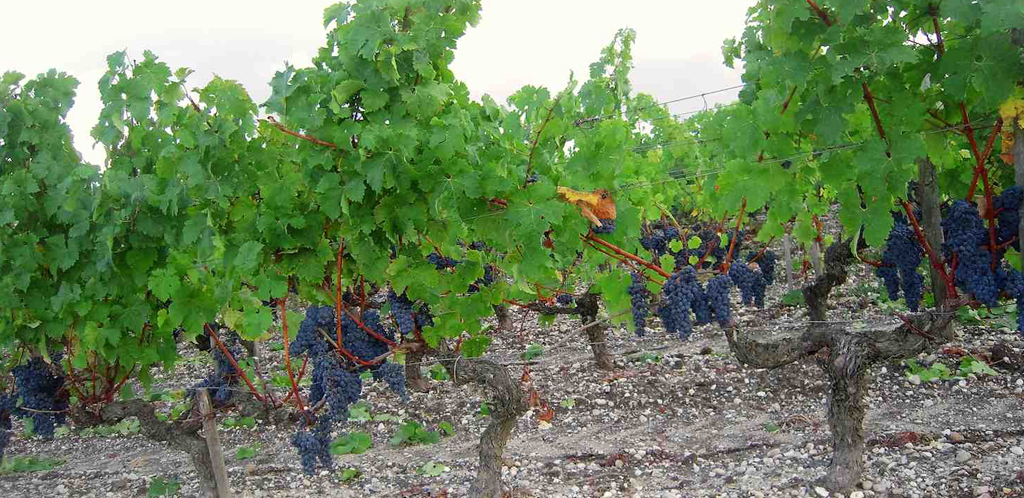 La vita nella ghiaia del Médoc