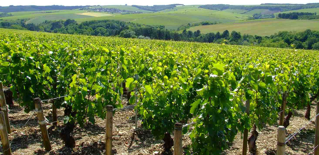 La Bassa Borgogna e i vigneti di Chablis