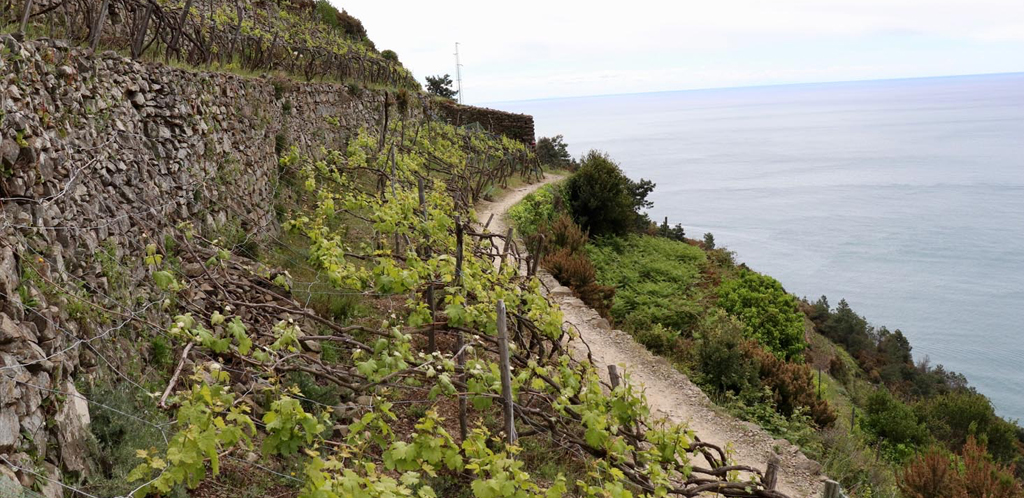 I vini della Liguria