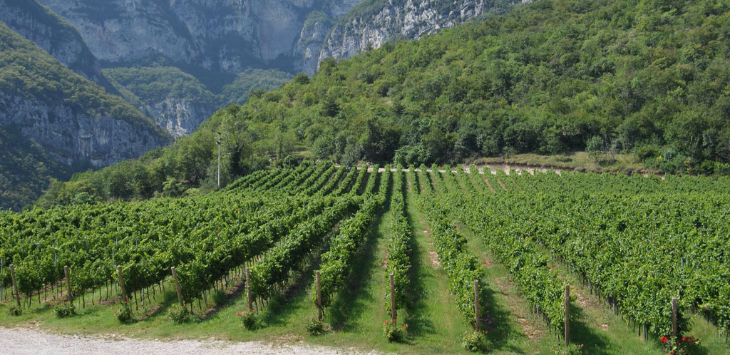 Il più bel giardino vitato d’Europa