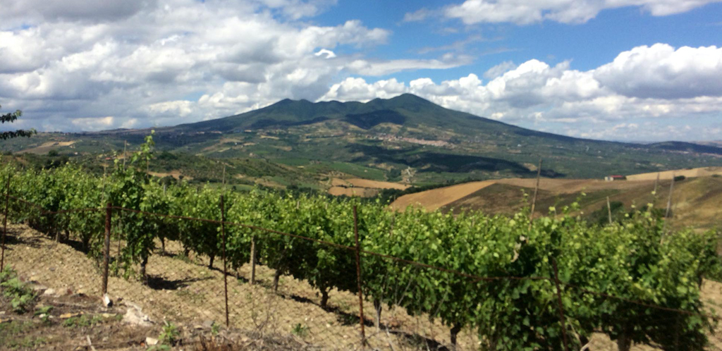 La lunga tradizione vinicola della Basilicata