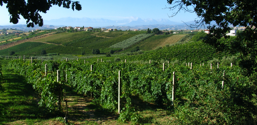 La tradizione dei vini d’Abruzzo