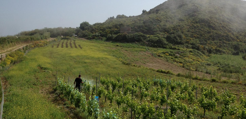 Dal più nobile dei vini siciliani