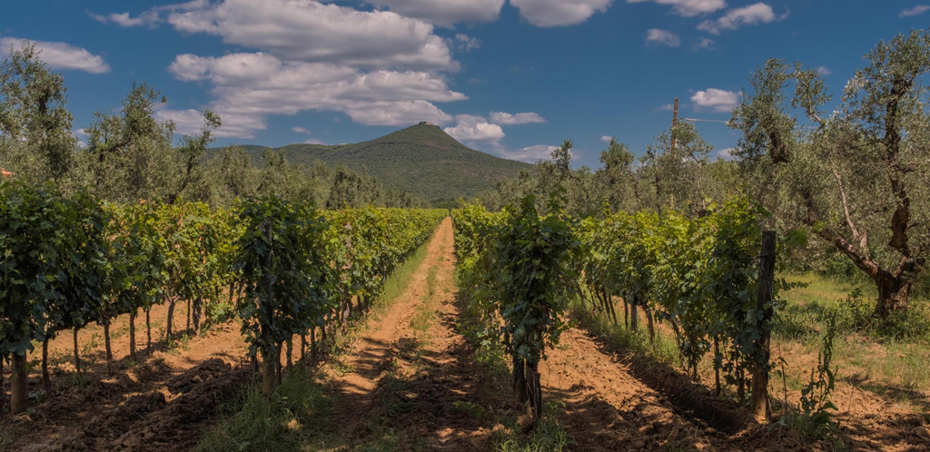 Il profumo del vino tra Livorno e la Maremma