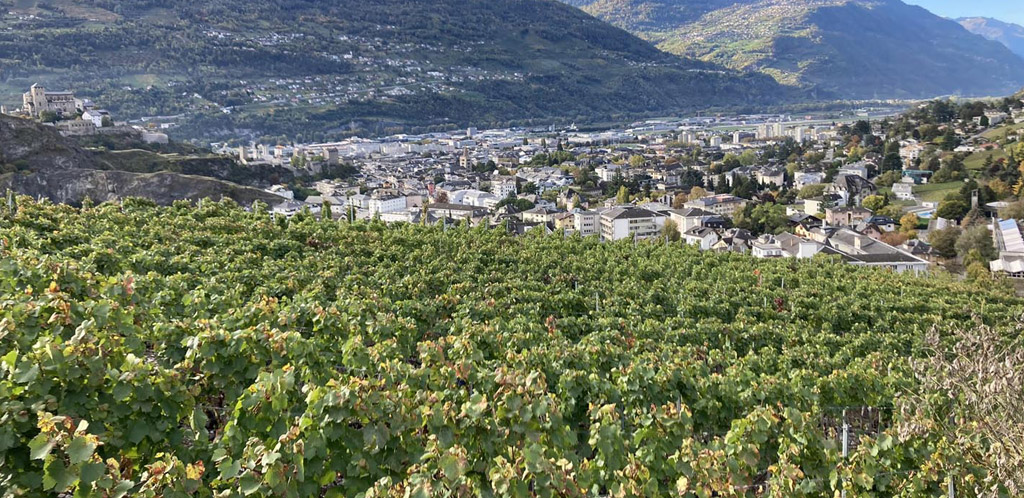 Il Vallese e il suo mosaico di vigneti