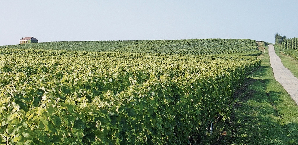 Il primo vino svizzero?